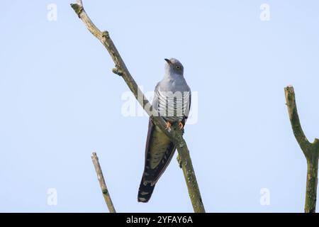 Oiseau coucou commun, Cuculus canorus, se reposant et chantant dans un arbre. C'est un parasite de couvain, ce qui signifie qu'il pond des œufs dans les nids d'autres espèces d'oiseaux Banque D'Images