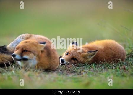 Jeunes renards rouges sauvages, vulpes vulpes, jouer et ramasser dans une forêt Banque D'Images