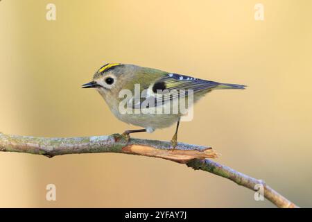 Gros plan d'un oiseau de Goldcrest, Regulus regulus, qui fourrasse à travers des branches d'arbres et de brousse Banque D'Images