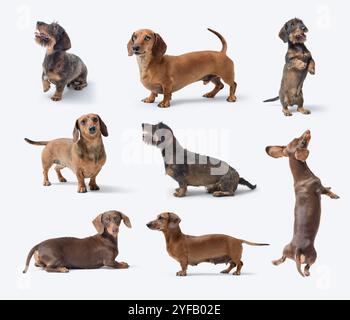 Ensemble de portraits de Teckel dans différentes poses, races de chiens et concept de soins pour animaux de compagnie, isolé sur fond blanc Banque D'Images