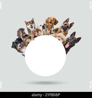 Grand groupe de différents chiens heureux regardant derrière un panneau rond blanc Banque D'Images