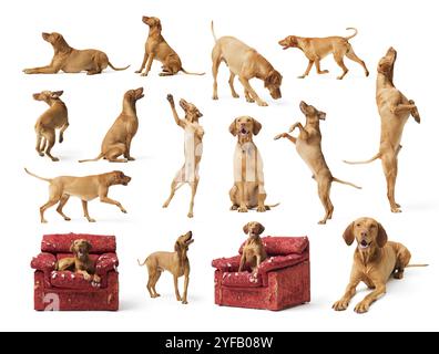 Collage avec des photos de chiens Vizsla hongrois dans différentes poses, chien mignon isolé sur fond blanc Banque D'Images