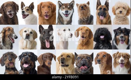 Portraits de chiens heureux de différentes races, vue de face Banque D'Images