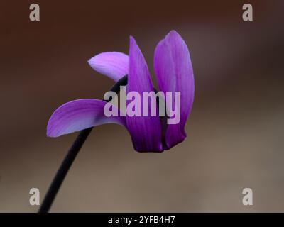 Gros plan de fleurs de Purple Cyclamen (Cyclamen purpurascens) dans un jardin en automne Banque D'Images