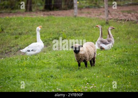 un mouton solitaire se tient dans un champ verdoyant tandis que les oies s'attardent à proximité, illustrant une scène rurale paisible dans une ferme. Banque D'Images