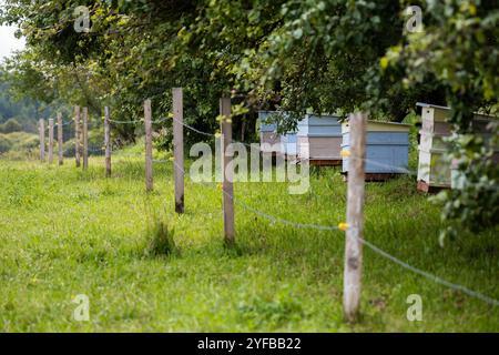 Une rangée de ruches colorées se trouve le long d'une clôture en bois dans une zone herbeuse, partiellement ombragée par des arbres. Banque D'Images