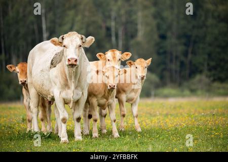 Mère vache avec des veaux sur un champ herbeux, face à la caméra avec une forêt en arrière-plan. Banque D'Images