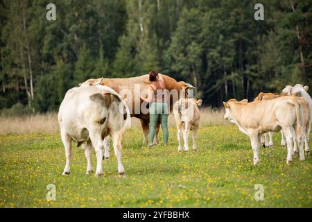 Une femme interagit avec le bétail sur un champ luxuriant, entourée de vaches et de veaux en pâturage. Banque D'Images