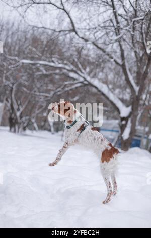 Un chien de spaniel dans une forêt hivernale. L'animal attrape la neige avec sa bouche. Un chien joyeux secoue sa muselière. Jeux de saut amusants Banque D'Images