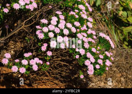 Fleur de riz rose, Pimelea ferruginea, également connu sous le nom de Banjine côtière, un arbuste indigène dans la réserve forestière de Flinders Bay, Augusta, Australie occidentale. Banque D'Images