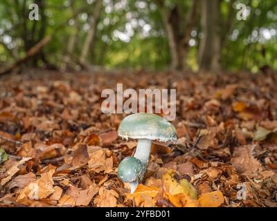 Tête ronde bleue, Stropharia caerulea, début d'automne dans une forêt de l'oxfordshire. Banque D'Images