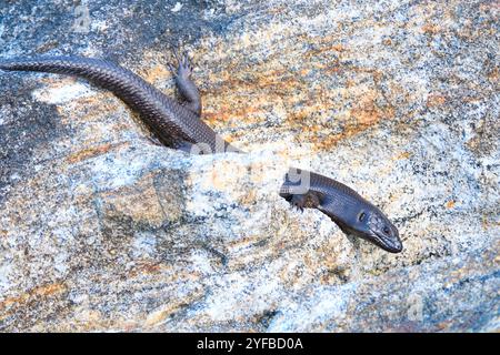 Un adulte King Skink, roi d'Egernia, un reptile endémique du sud-ouest de l'Australie occidentale sur les rochers de Flinders Bay, Augusta, Australie occidentale. Banque D'Images