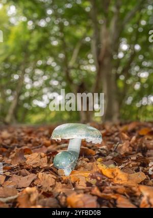 Tête ronde bleue, Stropharia caerulea, début d'automne dans une forêt de l'oxfordshire. Banque D'Images