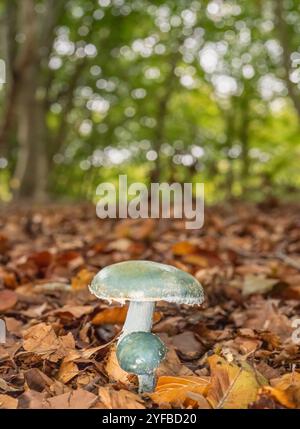 Tête ronde bleue, Stropharia caerulea, début d'automne dans une forêt de l'oxfordshire. Banque D'Images