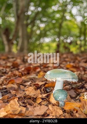 Tête ronde bleue, Stropharia caerulea, début d'automne dans une forêt de l'oxfordshire. Banque D'Images