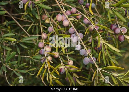 Olives noires mûres sur arbre, Espagne. Banque D'Images