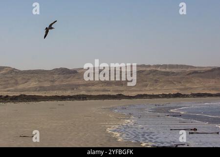 Une mouette en vol au-dessus de la plage de grosse Nucht sur la péninsule de Lüderitz en Namibie. Banque D'Images