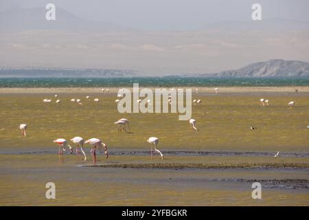 Un troupeau de grands flamants roses occupés à se nourrir dans un étang salé peu profond sur la péninsule de Lüderitz en Namibie Banque D'Images