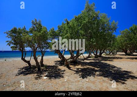 Tamaris, plage d'Eristos, Tilos, îles du Dodécanèse, sud de la mer Égée, Grèce. Banque D'Images