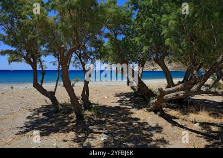 Tamaris, plage d'Eristos, Tilos, îles du Dodécanèse, sud de la mer Égée, Grèce. Banque D'Images