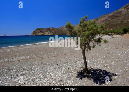 Tamaris, plage d'Eristos, Tilos, îles du Dodécanèse, sud de la mer Égée, Grèce. Banque D'Images