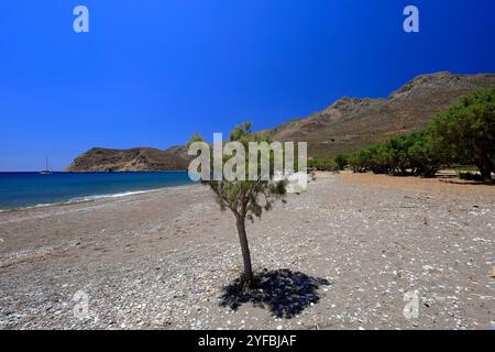 Tamaris, plage d'Eristos, Tilos, îles du Dodécanèse, sud de la mer Égée, Grèce. Banque D'Images