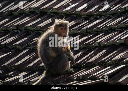 Le macaque à bonnet, également connu sous le nom de zati, est une espèce de macaque endémique du concurrent rhésus du sud des années India.itdans le nord. Banque D'Images