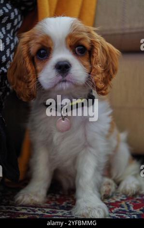 Blenheim King Charles Cavalier Puppy regardant vers la caméra. Banque D'Images