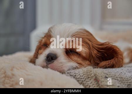 Blenheim King Charles Cavalier Puppy dormant sur une couverture. Banque D'Images