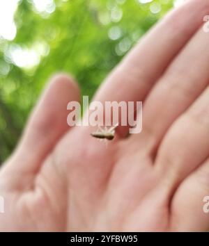 Araignée sauteuse à mâchoires blanches (Hentzia mitrata) Banque D'Images