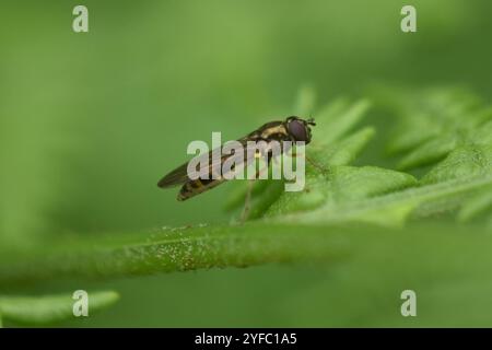 Mouche de Duskyface variable (Melanostoma mellinum) Banque D'Images