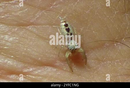 Araignée sauteuse à mâchoires blanches (Hentzia mitrata) Banque D'Images