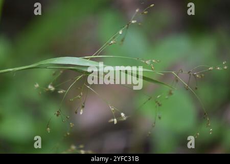 Woodrush à petites fleurs (Luzula parviflora) Banque D'Images