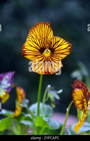 Simple solitaire jaune Viola Cornuta 'Tiger Eye' Fleur exposée dans un jardin de campagne anglais, Lancashire, Angleterre, Royaume-Uni Banque D'Images