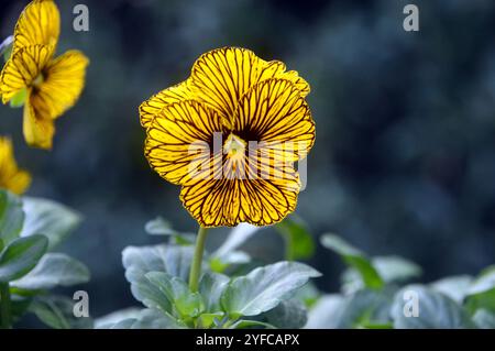 Simple solitaire jaune Viola Cornuta 'Tiger Eye' Fleur exposée dans un jardin de campagne anglais, Lancashire, Angleterre, Royaume-Uni Banque D'Images