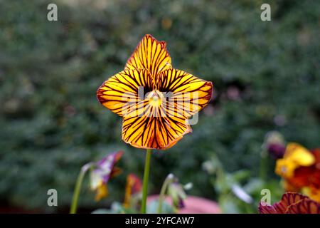 Simple solitaire jaune Viola Cornuta 'Tiger Eye' Fleur exposée dans un jardin de campagne anglais, Lancashire, Angleterre, Royaume-Uni Banque D'Images