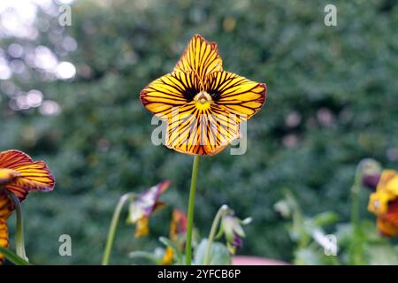 Simple solitaire jaune Viola Cornuta 'Tiger Eye' Fleur exposée dans un jardin de campagne anglais, Lancashire, Angleterre, Royaume-Uni Banque D'Images