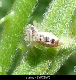 Araignée sauteuse à mâchoires blanches (Hentzia mitrata) Banque D'Images