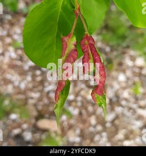 Puceron à friser Rosy Leaf (Dysaphis devecta) Banque D'Images