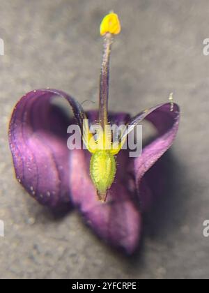 Herbe aux yeux bleus de l'Idaho (Sisyrinchium idahoense) Banque D'Images