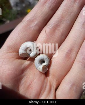 Escargot de la lande orientale (Xerolenta obvia) Banque D'Images