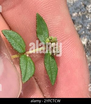 Tapis de sable Florida Hammock (Euphorbia ophthalmica) Banque D'Images