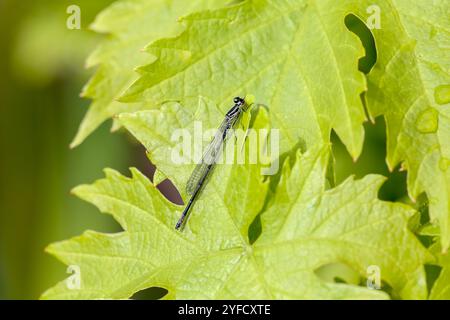 Azure Damselfly ou Azure Bluet mâle immature - Coenagrion puella Banque D'Images