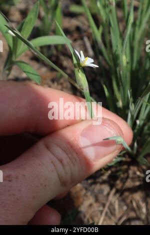 Herbe aux yeux bleus des prairies (Sisyrinchium campestre) Banque D'Images