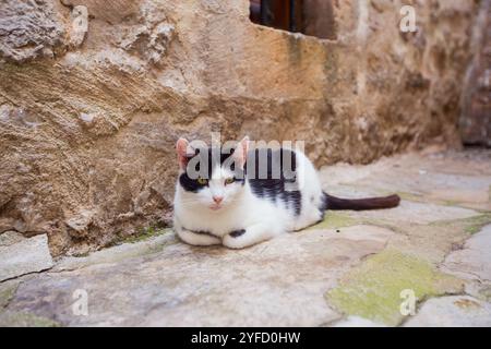 Gros plan d'un chat sauvage à Kotor, Monténégro Banque D'Images