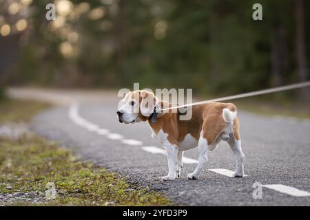 Gros plan d'un beagle tricolore debout sur la route forestière. Chien beagle tricolore debout sur la route forestière. Portrait d'un chien beagle. Photo extérieure. Banque D'Images