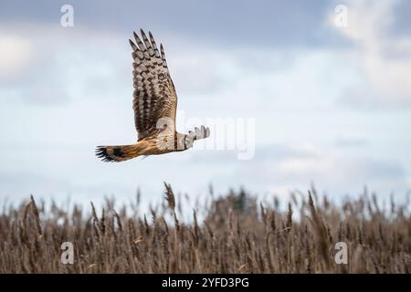 Vue rapprochée d'un Harrier du Nord (Circus cyaneus). Hen Harrier ou Northern Harrier est un faucon à longue aile et à longue queue de prairies ouvertes et de marais. Banque D'Images