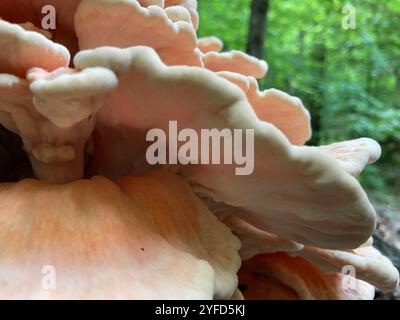 Poulet des bois à pores blancs (Laetiporus cincinnatus) Banque D'Images