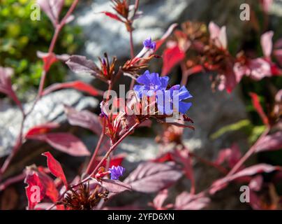 plumbago ceratostigma plumbagoides chinois fleurissant à la fin de l'automne Banque D'Images