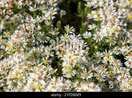 Philanthus triangulum de loup ou guêpe tueuse d'abeilles sur fleurs d'aster symphyotrichum ericoides Banque D'Images